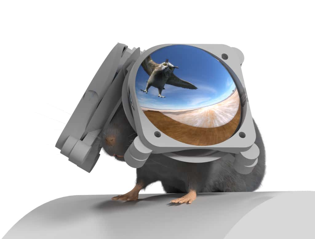 Des chercheurs ont créé ce système de réalité virtuelle pour souris. © Dom Pinke