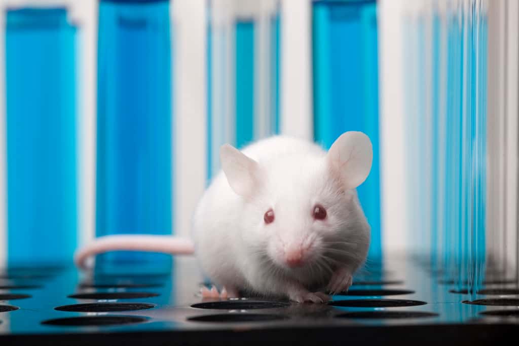 Des tissus de cerveau humain, appelés organoïdes, ont été implantés dans le cerveau de jeunes rats afin de pouvoir mieux étudier des troubles psychiatriques complexes. © dra_schwartz, Getty Images