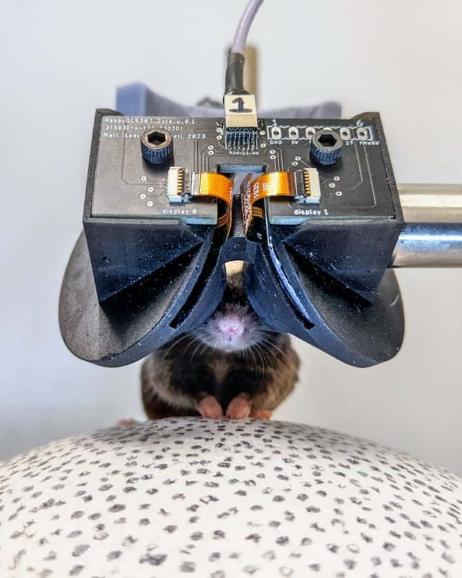 Ce casque de réalité virtuelle pour souris utilise deux écrans de montres connectées. © Université de Cornell