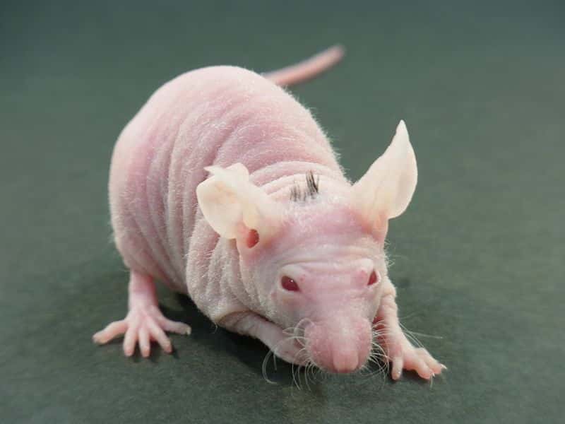 Dans une étude précédente, des chercheurs avaient déjà fait pousser quelques cheveux sur la tête de souris sans poils. © <em>Tokyo University of Science</em>, T. Tsiuji
