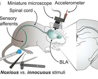 Schéma du dispositif expérimental : la souris porte un microendoscope. BLA signifie amygdale basolatérale. © <em>Corder et al </em>2019, <em>Science</em>
