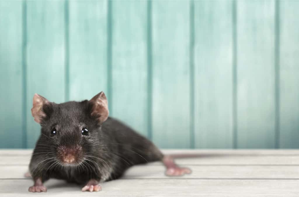  Des souris ont reçu un programme d'activité physique de résistance d'une durée de quatre semaines pour l'étude. © BillionPhotos.com, Fotolia