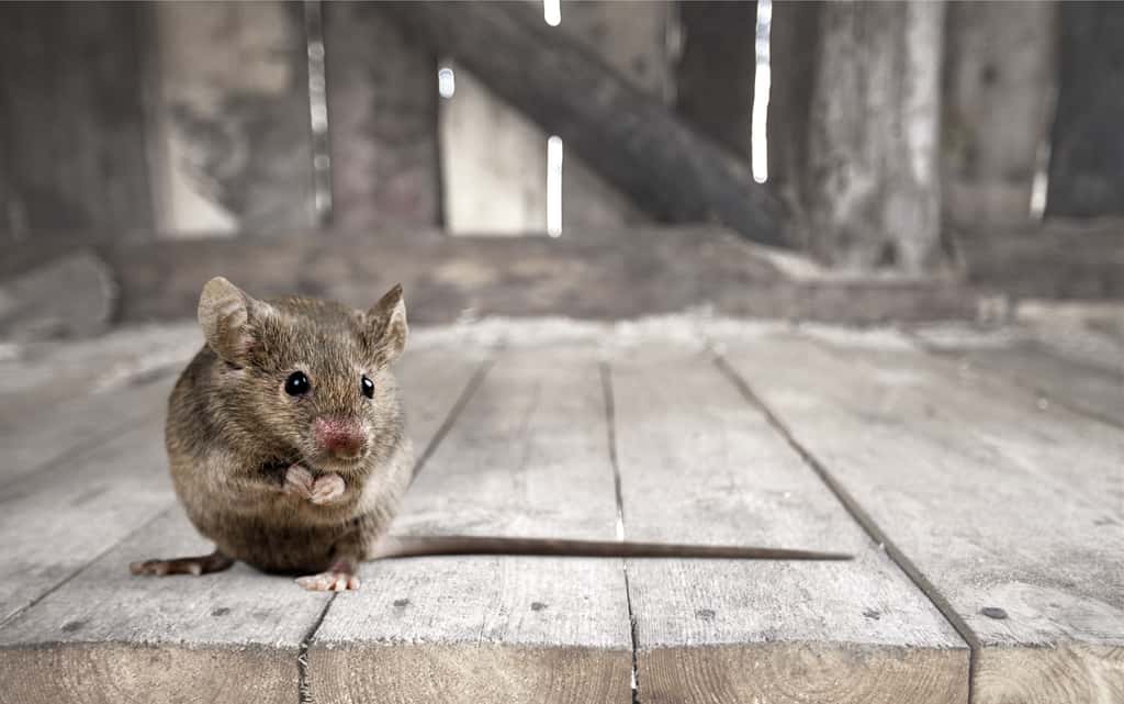 Certaines souris mâles ont été castrées pour évaluer une possible différence de comportement. Aucun changement n'a été observé. © BillionPhotos.com, Adobe Stock