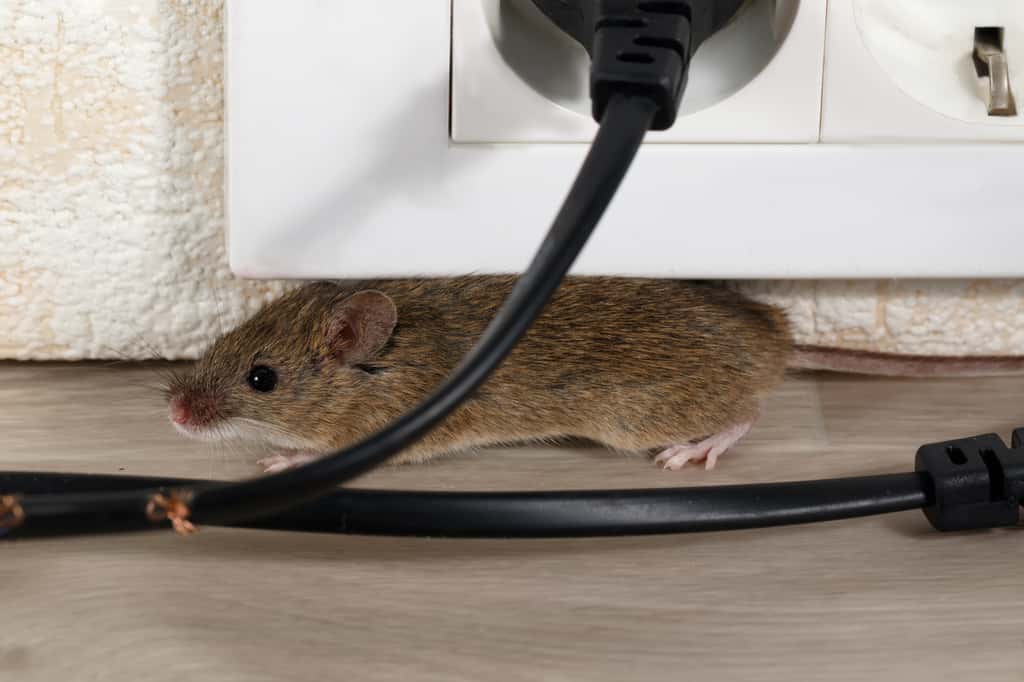 Une souris peut s'attaquer à des câbles électriques. © Torook, Adobe Stock