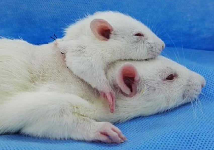 Dans un article paru en avril 2017, les auteurs décrivent un rat sur lequel a été greffée une deuxième tête. © Li <em>et al., CNS Neuroscience &amp; Therapeutics</em> 2017