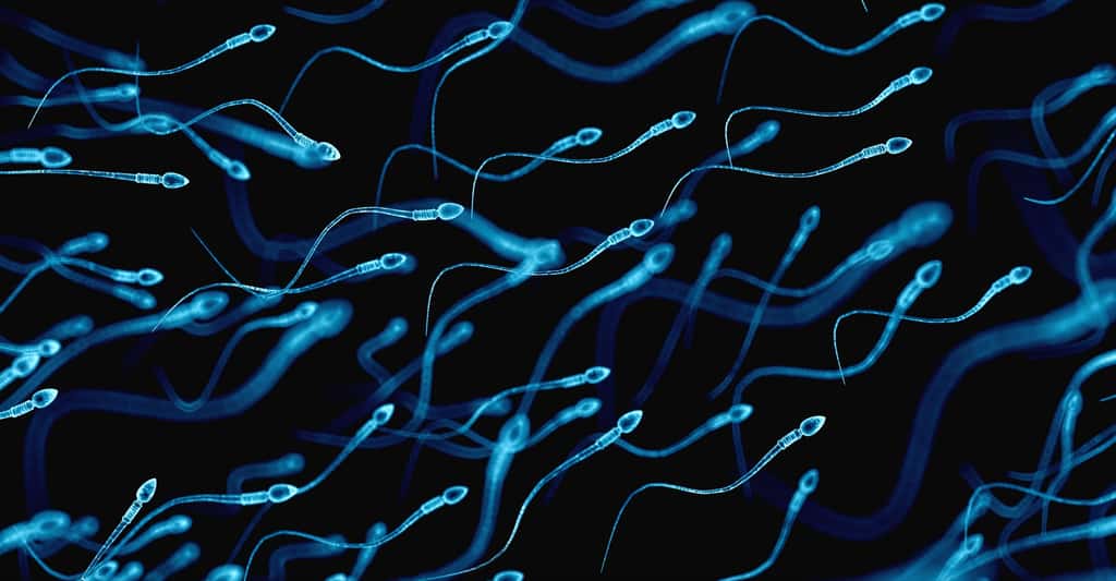  Il est encore trop tôt pour affirmer que la Covid-19 peut altérer le système reproductif masculin. © Sebastian Kaulitzki, Shutterstock