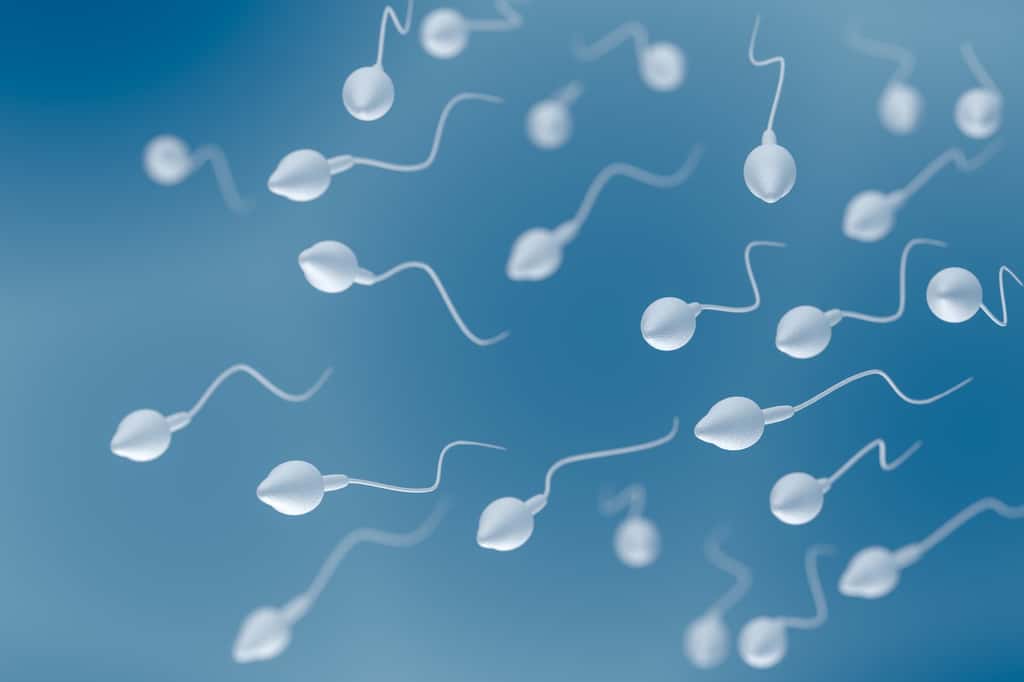 Un spermogramme donne des informations sur la concentration des spermatozoïdes, leur motilité et leur morphologie. © vchalup, Fotolia