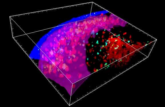 Les cellules immunitaires se concentrent au niveau du SPF. La bande violette représente la surface du SPF. © Imogen Moran, Tri Phan, <em>Garvan Institute of medical research</em>