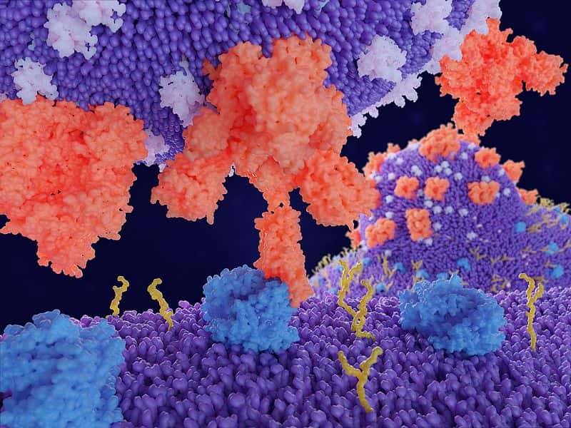 Sur cette illustration en 3D, la protéine S (en rouge) du coronavirus reconnaît le récepteur ACE2 (en bleu) de la cellule. © Juan Gaertner, Shutterstock