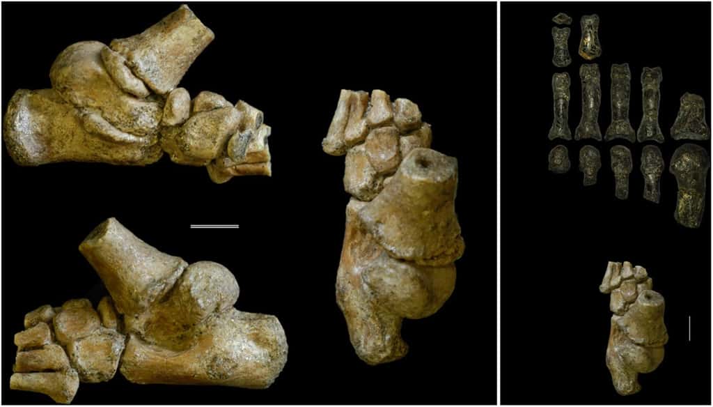 Le pied de Selam sous différents angles, à gauche. La barre représente 1 cm. À droite, le fossile de Selam (en bas) comparé à un fossile de pied d'un <em>Australopithecus</em> adulte (en haut). © DeSilva <em>et al.</em>, <em>Sciences Advances</em> 2018