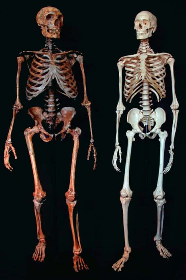  Néandertal (à gauche) était plus grand et imposant que son cousin moderne (à droite), qui lui a pourtant survécu. Non sans porter quelques traces d’une hybridation passée. © Ian Tattersall