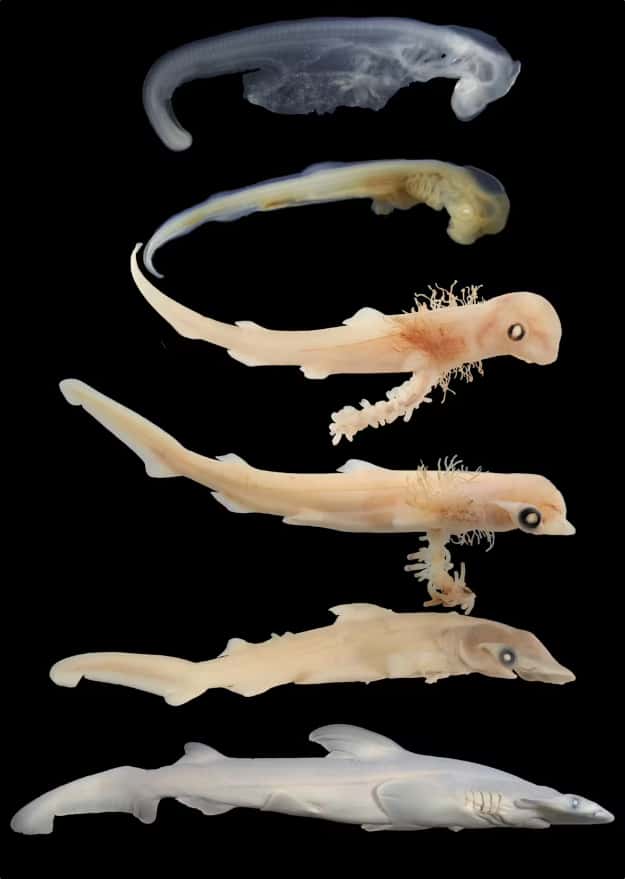 Les images d'embryons d'âges différents révèlent comment les requins se développent in utero. © Steven Byrum et Gareth Fraser, Département de biologie, Université de Floride 