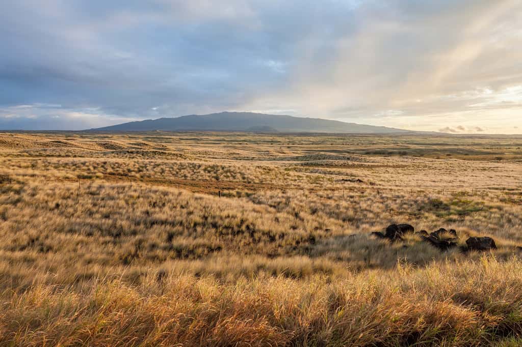 Les steppes sont de vastes plaines sans arbre avec de l'herbe rase. © LaSu, Adobe Stock