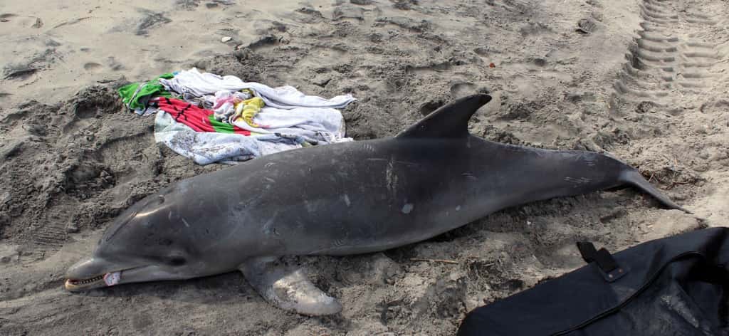 Ce grand dauphin (<em>Tursiops truncatus</em>) a été trouvé mort sur une plage du New Jersey (États-Unis), comme une cinquantaine d'autres depuis le 1<sup>er</sup> janvier 2013. © <em>Marine Mammal Stranding Center</em>