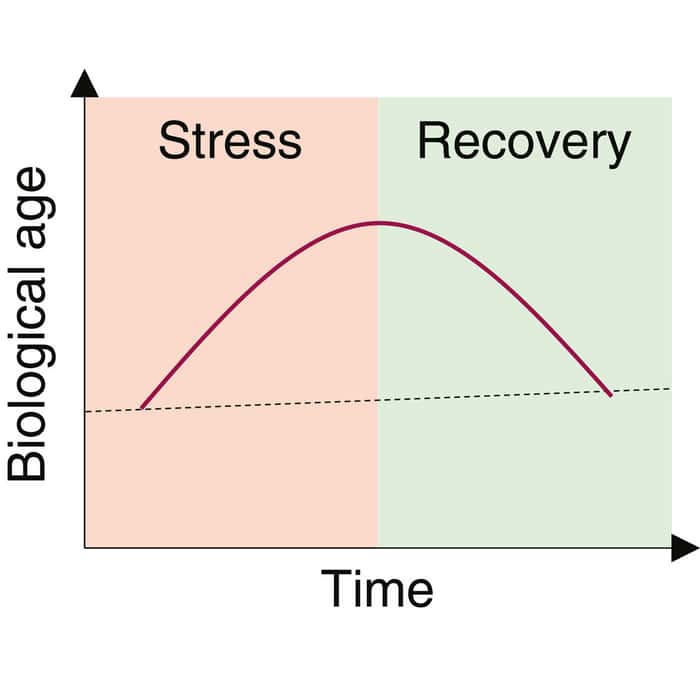 Le stress sévère induit des augmentations de l'âge biologique qui s'inversent lors de la récupération. © Cell Metabolism, Poganik et al