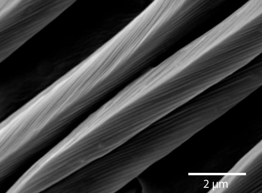 Observation au microscope électronique des stries sur les poils des fourmis argentées. © Willot <em>et al.</em> 2016, <em>PLOS One</em>