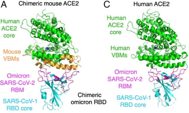 Les chercheurs ont trouvé que les mutations d'Omicron révélaient davantage d'affinité de la RBD pour l'ACE2 de souris que pour l'ACE2 humaine. © Zhang, Shi <em>et al., PNAS (</em>2022)