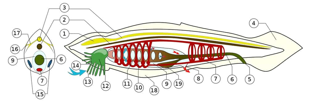 Schéma anatomique de <em>Branchiostoma lanceolatum </em>: 1. Renflement du tube nerveux (on ne peut pas parler de véritable encéphale) 2. Notochorde 3. Tube nerveux (dorsal) 4. Nageoire caudale (ou queue post-anale) 5. Anus 6. Tube digestif 7. Système circulatoire 8. Pore atrial 9. Cavité péripharyngienne 10. Fentes pharyngiennes 11. Pharynx 12. Organe rotateur (vélum non représenté) 13. Cirres (rôle sensoriel) 14. Cavité buccale 15. Gonades 16. Photorécepteurs 17. Nerf 18. Repli tégumentaire formant une 'nageoire' continue 19. Cæcum hépatique. © Piotr Michał Jaworski, <em>Wikimedia Commons</em>, CC by-sa 3.0