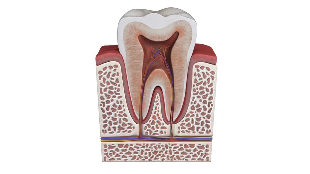 Les dents des mammifères sont recouvertes d'émail (en blanc), lui-même disposé autour de la dentine au centre de laquelle se trouve la pulpe avec les vaisseaux sanguins et les nerfs. © gaetan, Fotolia