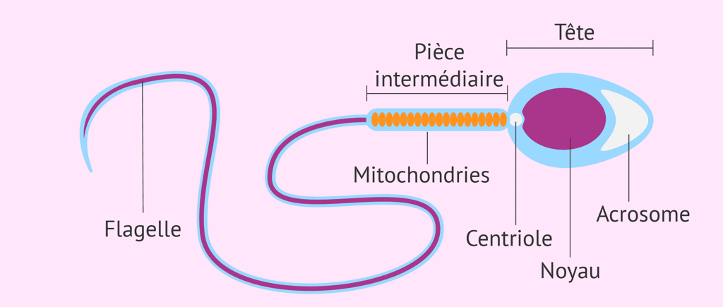 La structure du spermatozoïde. C'est la tête qui réagit aux molécules chimioattractantes sécrétées par l'ovule. © <a href="https://www.invitra.com/fr/spermatozoide/structure-du-spermatozoide/" target="_blank">invitra</a>