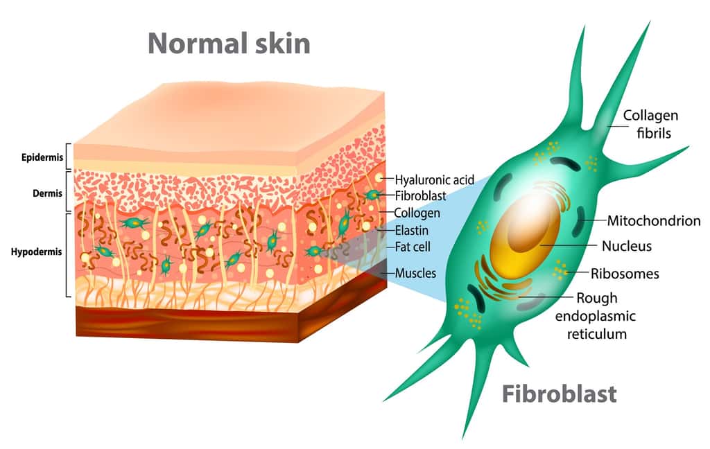 La peau comprend plusieurs couches, avec l’épiderme à l’extérieur, composé essentiellement de kératinocytes. © sakurra, Fotolia