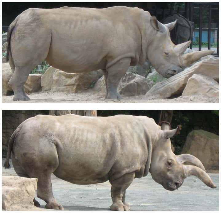 Suni et Nabire, au zoo de Dvůr Králové juste avant leur transfert vers le Kenya, ont tenu la vedette dans un article scientifique de <em>Plos One</em> en 2010. © 2010 Groves <em>et al</em>., <em>Plos One</em>