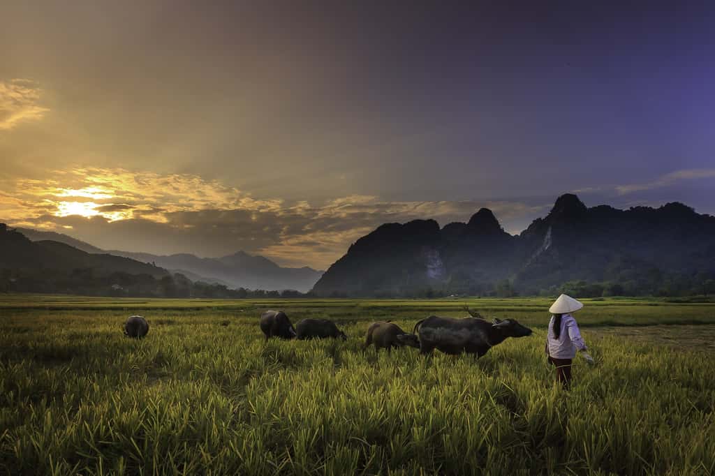 Les femmes sont plus exposées aux risques naturels car elles passent plus de temps en extérieur en Asie, ici au Vietnam. © Quangpraha, Pixabay
