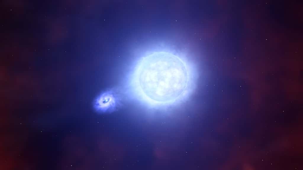 Cette vue d'artiste est basée sur les conséquences de l'explosion d'une supernova, SN 2022jli, vue par deux équipes d'astronomes avec le <em>Very Large Telescope</em> (VLT) de l'ESO et le <em>New Technology Telescope</em> (NTT) de l'ESO. Cette explosion s'est produite au sein d'un système binaire, ce qui signifie que l'étoile qui a créé la supernova et laissé derrière elle un objet compact avait un compagnon stellaire. L'objet compact et son compagnon ont continué à orbiter l'un autour de l'autre, l'objet compact volant régulièrement de la matière à son compagnon lorsqu'il s'en approche, comme on peut le voir ici. © ESO, L. Calçada