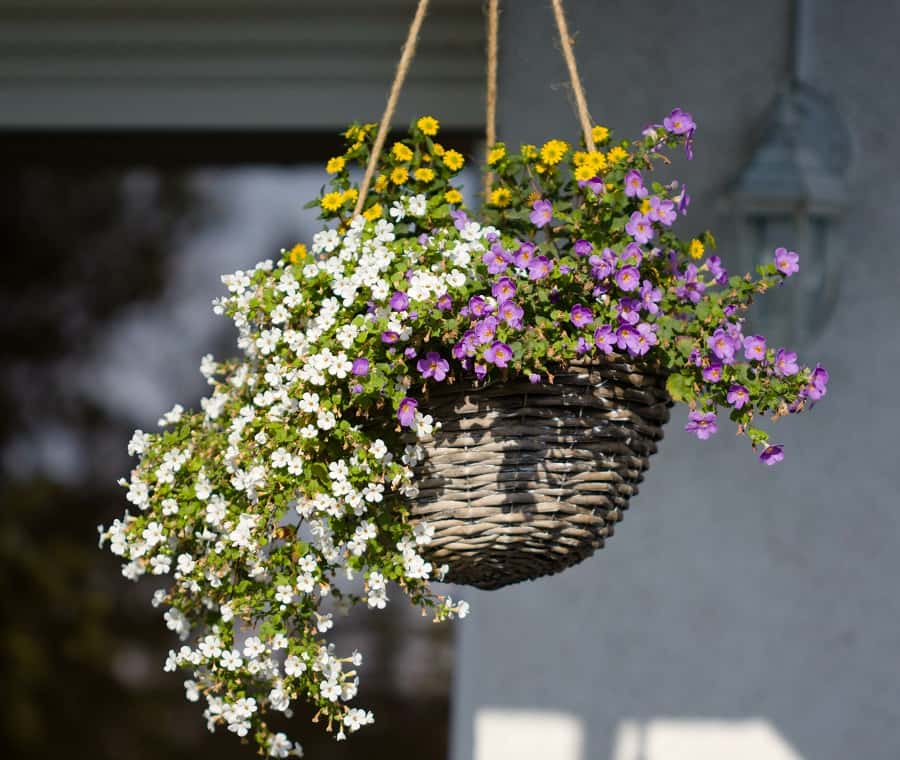 Suspension florale avec des bacopas blanches et violettes. © Katarzyna, Adobe Stock