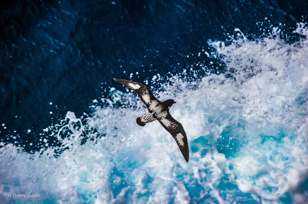 Dans la mer de Weddell, les oiseaux marins s’adaptent aux conditions extrêmes, reliant les milieux marins et terrestres et contribuant à la richesse et à la dynamique de la biodiversité locale. Mer de Weddell © Thierry Suzan – Tous droits réservés