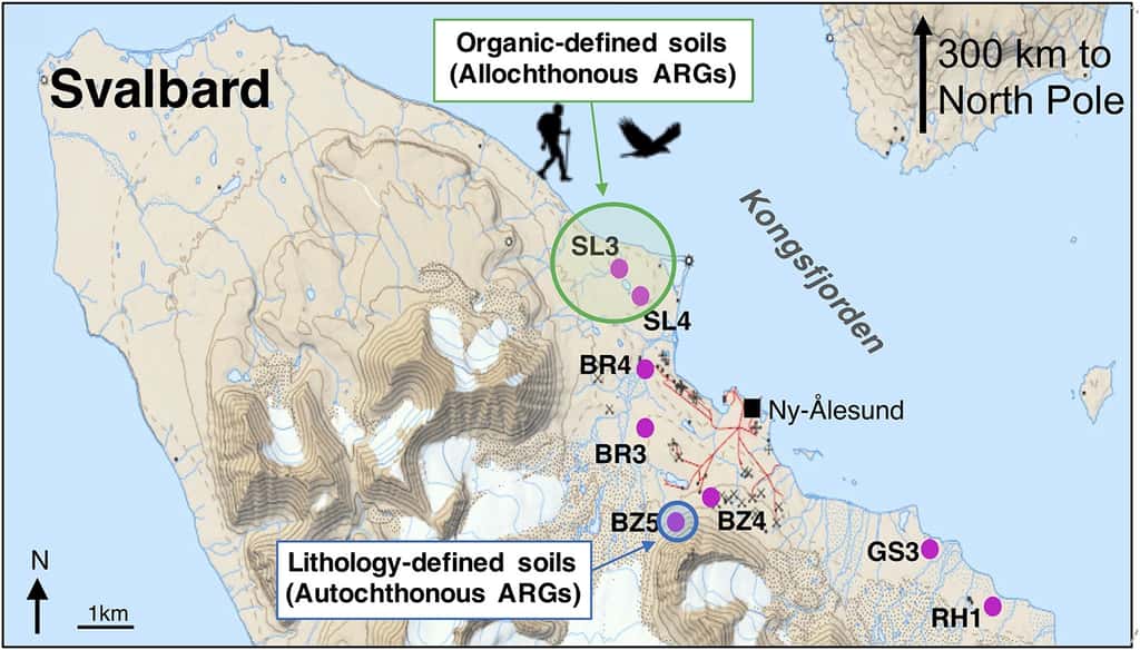 Localisation des prélèvements réalisés dans le Svalbard. ARG : gène de résistance aux antibiotiques.© McCann <em>et al, Environment International</em> 2019