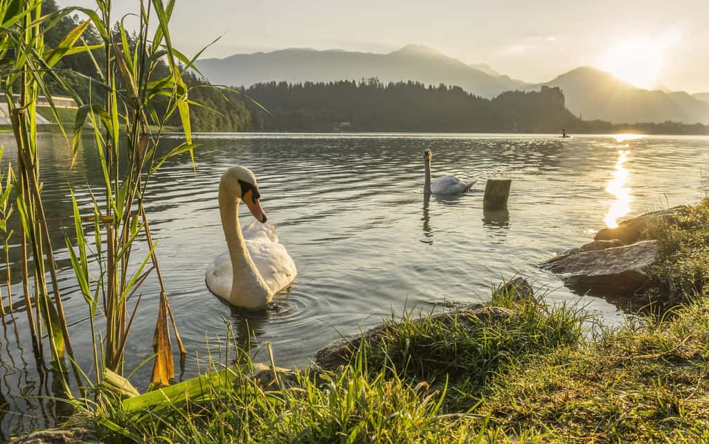 L'eau des lacs de France est largement polluée par des substances chimiques néfastes pour la santé. © Foundry, Pixabay