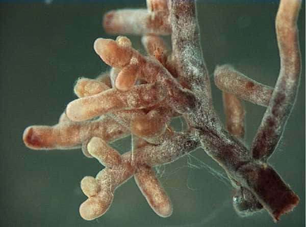 Les mycorhizes créent des extensions racinaires (appelées mycélium) et contribuent au développement de l'arbre. © nilsonn et al-2005, biomed central