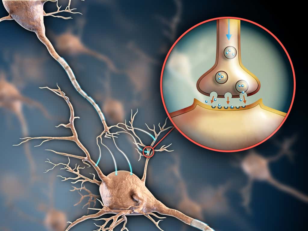 Schéma d'une synapse entre deux neurones : les neurotransmetteurs libérés peuvent-être de la dopamine, agissant dans le circuit de la récompense. © Andrea Danti, Adobe Stock