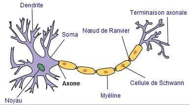 Schéma d'un neurone: la gaine de myéline entoure l'axone et contribue à la propagation du message nerveux © Selket CC BY-SA 3.0/Wikimedia Commons