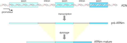 Processus de transcription d'un ARN messager à partir de l'ADN. © Fdardel, Wikipedia Commons, CC by-sa 3.0