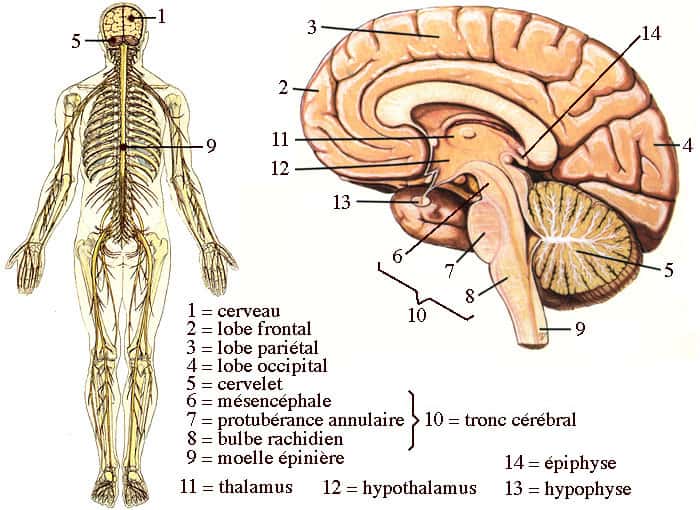 Schéma du système nerveux central qui comprend l'encéphale (cerveau, tronc cérébral et cervelet) dans la boîte crânienne et de la moelle épinière. © d'après Farish, 1993, adapté et modifié