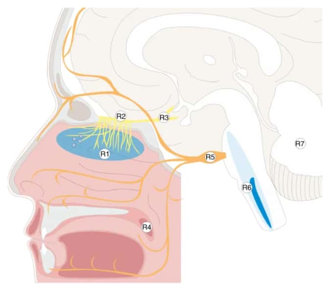 R1 : muqueuse olfactive, R2 : bulbe olfactif, R3 : tubercule olfactif, R4 : luette, R5 : ganglion trigéminal, R6 : medulla oblongata, R7 : cervelet. © Jenny Meinhardt et <em>al. Nature Neuroscience</em>