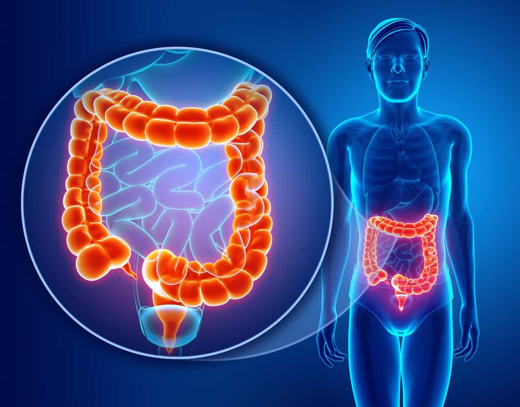  Le côlon, ou gros intestin, constitue la dernière partie du tube digestif. © pixdesign123, Adobe Stock