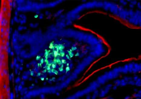 Les ILC3 (vert) dans l’intestin (noyau en bleu et actine en rouge) en microscopie à fluorescence. © Nicolas Serafini, Institut Pasteur / Inserm