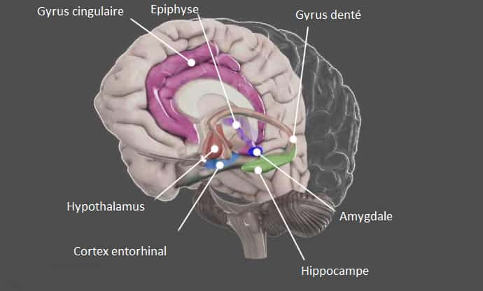 Le cortex entorhinal fait partie du système limbique et est situé à proximité de l'hypothalamus. C'est l'une des premières zones touchées par la maladie d'Alzheimer. © neuromedia.com