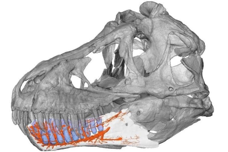 Localisation possible des nerfs, qui forment le détecteur sensoriel, dans la mandibule d'un T. rex. © Taylor & Francis