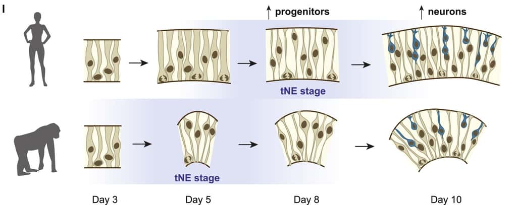 L'étape de transition entre les cellules neuroépithéliales et les glies radiaires (tNE) intervient plus tard chez les humains que les grands singes. Cela explique la taille importante de notre cerveau. © Silvia Benito-Kwiecinski et <em>al. Cell</em>