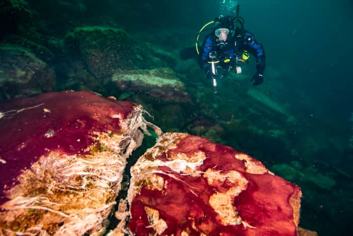 Un plongeur observe les tapis microbiens au niveau du <em>Middle Island Sinkhole</em>, dans le lac Huron. © Phil Hartmeyer, Noaa <em>Thunder Bay National Marine Sanctuary</em>
