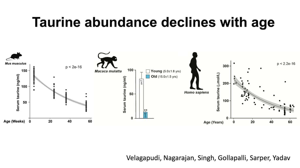 L'abondance de la taurine diminue avec l'âge, chez les souris, les singes et les humains. © Centre médical Irving de l'Université de Columbia