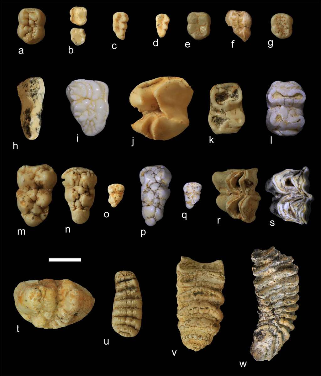 Fossiles typiques des faunes de la région. Le fossile annoté (a) est une molaire ayant appartenu à un membre de l'espèce Gigantopithecus blacki. © Zhang et al, 2024