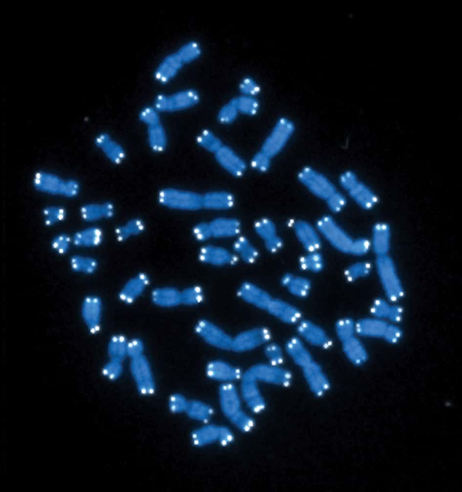 Les télomères sont situés aux extrémités des chromosomes (en blanc). ©<em> National Institute of General Medical Science, National Institutes of Health</em>, Flickr, CC by 2.0