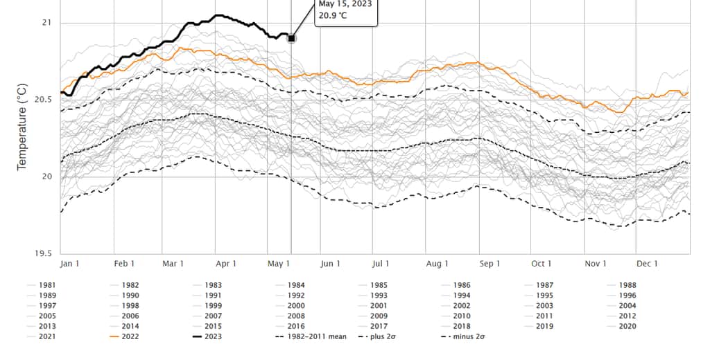 La courbe la plus haute, en noir, montre l'évolution de la température de surface des océans, comparée aux années précédentes. © climatereanalyzer.org