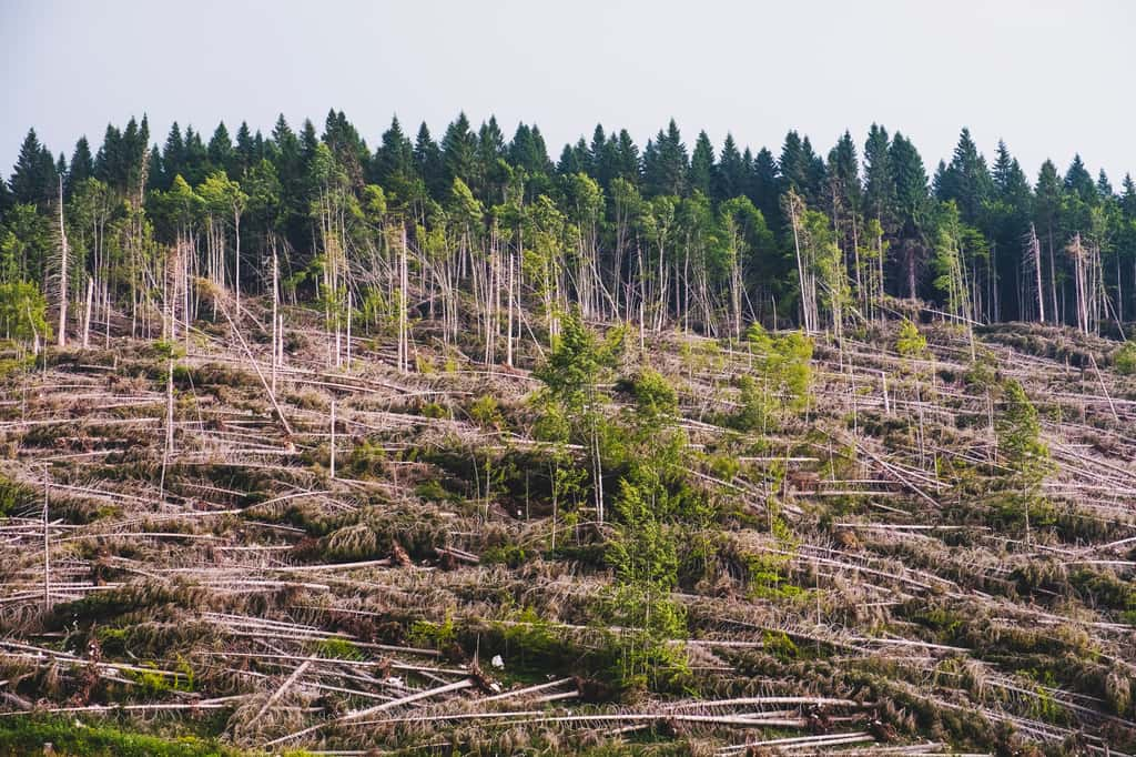 Les deux tempêtes du siècle ont dévasté des forêts entières. © Massimo Rivenci, Adobe Stock