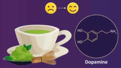 La poudre de thé matcha agirait sur les circuits neuronaux de la dopamine, favorisant l'élévation de l'humeur, un sentiment de bonheur, d'accomplissement et de motivation. © Yuki Kurauchi, <em>Kumamoto University</em>